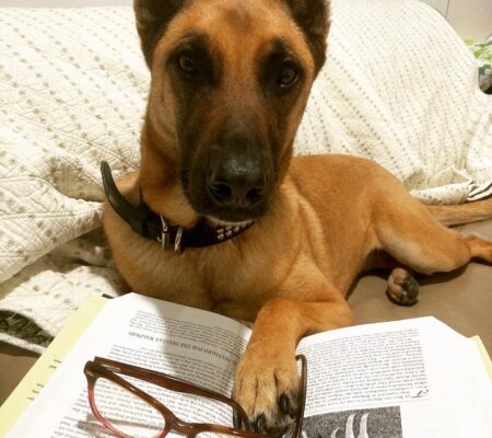 Therapy dog